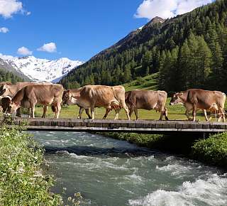 Kühe in Davos