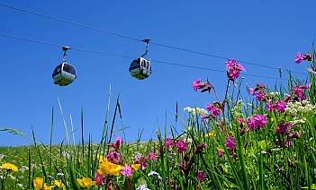 Cable cars above vibrant flowers Two cable cars glide over a field of colourful wildflowers.