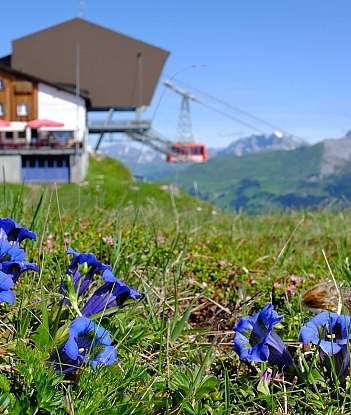 Fleurs bleues et jaunes avec un téléphérique en arrière-plan.