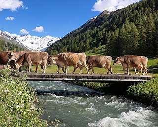 Eine Gruppe von Kühen überquert eine Brücke in den Bergen.