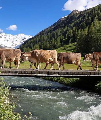 Eine Gruppe Kühe überquert eine Brücke in einer malerischen Landschaft.