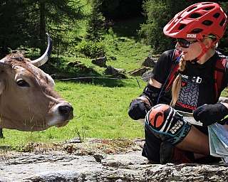 Une cycliste consulte une carte près d&#039;une vache dans un paysage verdoyant.