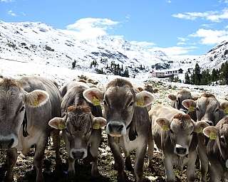Gruppe von Kühen vor schneebedeckten Bergen und einem Bauernhaus.