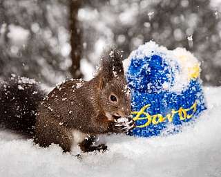 Un écureuil mangeant sous la neige près d&#039;un bonnet coloré.